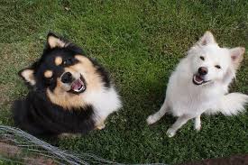 The breeds constitute an integral part of the finnish cultural heritage. Dolce And Mischa Animals Dogs And Puppies Finnish Lapphund