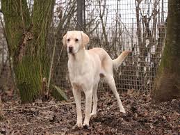 Senior sucht ein ruhiges zuhause ohne kinder. Tierheim Nordlingen 17 Hunde Suchen Ein Neues Zuhause Ansbach Plus