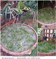 Namun, bukan mudah sebenarnya nak tanam pokok kesum. Petua Menanam Kesum Blog Santai Santai Jerr
