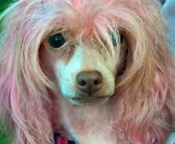 To remove saliva stains from your dog's white fur, mix water with salt to create saline solution. The Problem With Pet Hair Dye Onekind Planet Blog