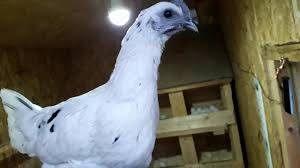 Details and compatible parents can be found on the yamask egg moves page. Ayam Cemani White Leghorn Youtube