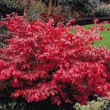 So Vibrant Euonymus Alatus Bushes And Shrubs Burning Bush Plant