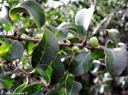 Resultado de imagen de peralillo canario