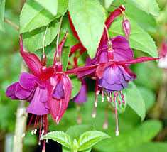 fuchsia color wikipedia