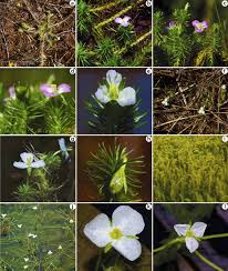 Image result for Mayacaceae