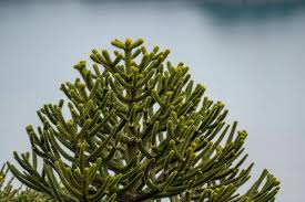 Its taste is a bit tangy and citrusy. Chile S Pine Forests A Botanical Dinosaur Bound For Extinction