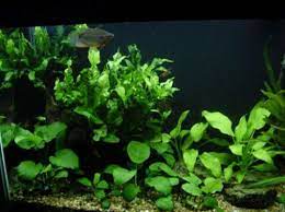 Low Light Aquatic Plants Google Planted Aquarium Aquatic Plants Aquascape