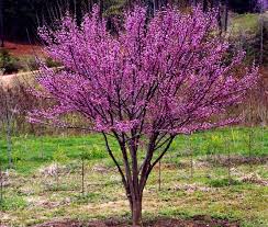 Check out our merlot redbud selection for the very best in unique or custom, handmade pieces from our shops. Judaszowiec Kanadyjski Merlot 3 4m Cercis Canadensis C4 60 80cm Future Gardens Redbud Tree Cercis Canadensis Eastern Redbud