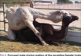 Dromedary camels, which have one hump, and bactrian camels, which have two humps. Pdf Evaluation Of Mating And The Causes Of Noises At Night In Small Dromedary Camel Herds Semantic Scholar