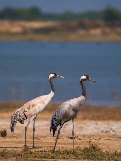 Common Cranes (Grus grus), also known as the Eurasian Crane. Local name:  Koonj These large, stately birds are prominent winter migrants to the  Indian subcontinent, arriving from their breeding grounds across temperate