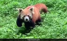 Location north sikkim, sikkim, india. Darjeeling Zoo Welcomes Another Red Panda Cub