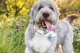 At mason creek saint berdoodles, they make sure that both the parents are healthy while breeding them. Are Saint Berdoodles Hypoallergenic Hellobark