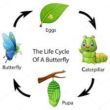 Ciclo De Vida De La Mariposa Vectores Graficos Imagenes Vectoriales Depositphotos