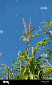 Image result for Cenchrus purpureus