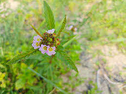 Image result for Melochia corchorifolia