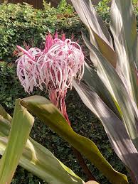 Image result for Crinum