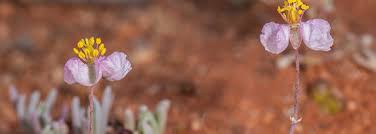 Image result for Hypertelis