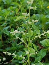 Image result for Aerva