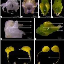 Image result for Habenaria tentaculigera