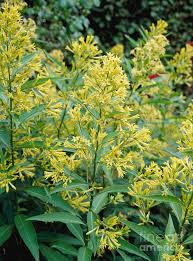 Image result for Cestrum parqui