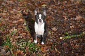 Meer Nieuws Dogzine