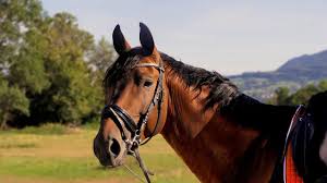 India takes pride in the country's rich cultural and religious history as it is the birth land of the traditions of hinduism, jainism, buddhism and sikhism. Best Names For Horses And Mares Includes Unisex Ideas