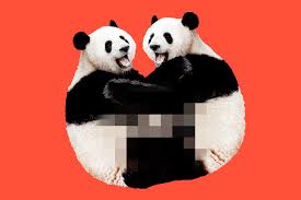 Alternative, you can download (save) the gif to your computer and use it later on to reply your messages. Lousy Libidos Why Do Pandas Have So Little Sex The New York Times