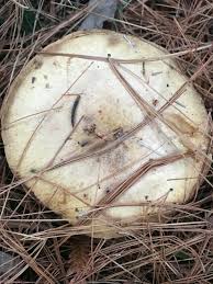 Image result for Suillus weaverae