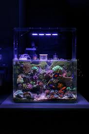 Bunster Congratulations To Community Member Bunster And His 25 Gallon Reef Aquarium For Being S Saltwater Fish Tanks Coral Aquarium Saltwater Aquarium Fish