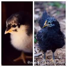 Black Australorp Chicken Egg Color Black Australorp Pulley At 4 Days Old And 8 Weeks Old Chickens Backyard Black Australorp Barnyard Buddies