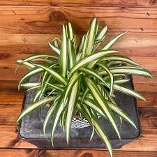 Image result for Chlorophytum