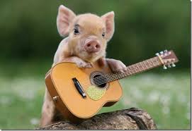 Résultat de recherche d'images pour "singe avec cochon"