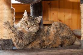 A better way to entice a cat to use the scratching post is to play with her around it. Cat Training Tips Teach Your Cat To Stop Scratching The Furniture Figo Pet Insurance