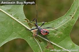The assassin bug feeds on the blood around the eyes and mouth of the dog while it's sleeping. Assassin Bug Nymphs Bygl