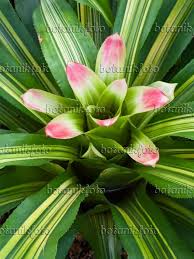 435006 Nidularium Innocentii Var Lineatum Pflanzen Exotische Pflanzen Garten
