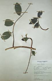 Image result for Hippocratea parviflora
