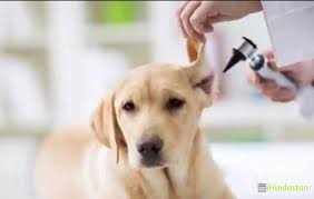 Enter your zip code & find info on low cost vet. Pet Care Dog Clinic In Jaipur Rajasthan India Ihindustan Business Shop Classified Ads Events Nearby You In India