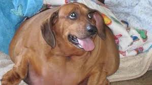Big dog bopper the whopper is 'too fat for a kennel'. Obese Dachshund Loses 50 Pounds Videos The Dodo