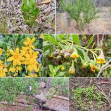 Image result for Chrysanthemoides monilifera