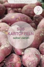 Susskartoffeln Anbauen Susskartoffeln Anbauen Kartoffeln Pflanzen Und Pflanzen