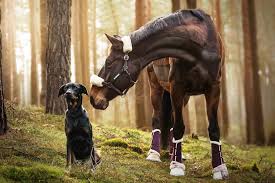 Pferd Mecklenburger Warmblut Hund Hundefotografie Pferdefotografie Und Tierfotografie Potsdam Sophia Hundefotografie Pferde Fotografie Pferdefotografie