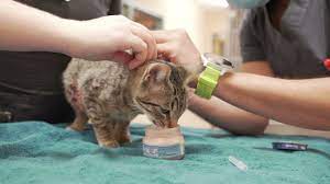 Our pet portal gives you online access to your pet's medical record and vaccination history, lets you book real time appointments, request prescription or food refills, and more. Fort Collins Veterinarian Friendship Hospital For Animals