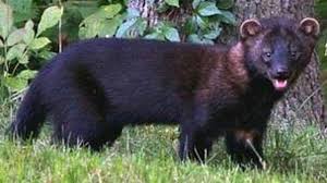 When pests find their way inside your home, not only will they cause. West Haven Residents Concerned Over Fisher Cats News Wfsb Com