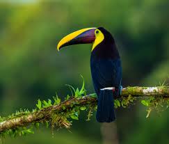 Check spelling or type a new query. 500 Bird Pictures Hd Download Free Images On Unsplash