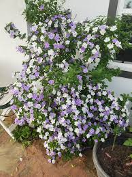 Image result for Brunfelsia pauciflora