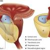 How often you should be screened prostate cancer treatment depends on your age, your overall health, and the grade and stage of your. 1