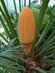 Image result for male cone in cycas