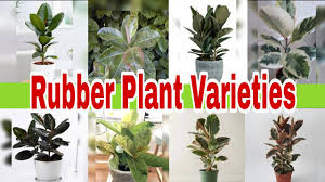 A rubber plant is a type of plant with shiny leaves. Indoorplant Rubber Plant Varieties Ficus Elastica Varieties 8 Types Of Rubber Plant Youtube