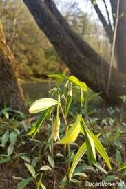 Image result for Clutia sessilifolia
