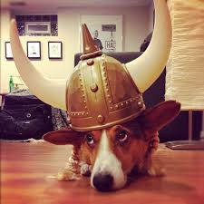 Check spelling or type a new query. Ziggy On Instagram Can You Tell I Live In Minnesota Ilovemydog Corgi Vikings Igers Petstagram Dog Funny Cute Corgi Pembroke Welsh Corgi Welsh Corgi